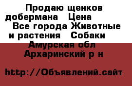 Продаю щенков добермана › Цена ­ 45 000 - Все города Животные и растения » Собаки   . Амурская обл.,Архаринский р-н